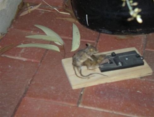 necro mouse.jpg